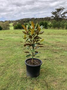 Little Gem Magnolia Tree